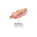 model płodu, 7 miesiąc - 3b smart anatomy - 1000329 [l10/8] 3b scientific modele anatomiczne 7